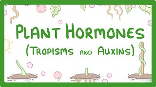 Plant Hormones  Tropisms amp Auxins 52 [upl. by Oiramat]