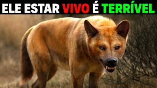 Canídeo MAIS FORTE que felinos ENCONTRADO  Isso NÃO É UM LOBO [upl. by Anaibaf]