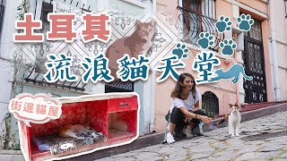 土耳其伊斯坦堡流浪貓天堂 咖啡店老闆自費起貓屋 ：我們是外來入侵者 有責任照顧貓貓 [upl. by Nomannic]