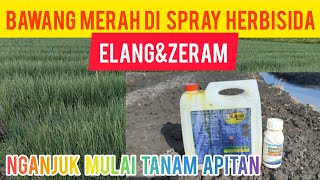 BAWANG MERAH USIA TIGA HARI DI SPRAY HERBISIDA SISTEMIK DAN PRATUMBUH [upl. by Dorinda]