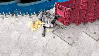 Ignored After Accident Fearful Puppy Hides in Corner Trembles When Picked Up [upl. by Selyn]