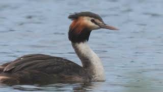 Crested Grebes swimming in freshwater dam [upl. by Dorolice]