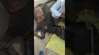 Weakness and anorexia treatment in calf by LSA Asharam choudhary animal injection c [upl. by Nerat580]