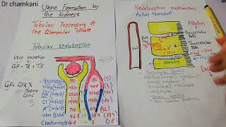 Renal physiology 83  Primary active transport  Sodium potassium ATPase [upl. by Ardnuaet]