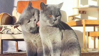 British Shorthair Love [upl. by Nottirb]