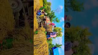 Song dhaan threshing [upl. by Ydnec696]