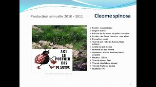 Tuto jardin Cleome spinosa fiche technique plante annuelle [upl. by Kaleb]