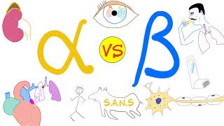 Alpha vs Beta Adrenergic Receptors  Autonomic Nervous System  Physiology and Pharmacology [upl. by Aniratak]