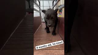 Cane corso puppy workout First time [upl. by Amadeus]