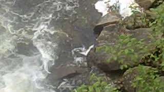 Keene NH Ashuelot River Park Crane Eat Fish for Lunch 2 [upl. by Oicaroh]