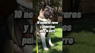 ✨️Nombres para perros y su significado nombres perros [upl. by Akived325]