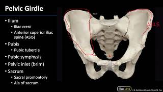 Osteology  Dissection Supplement [upl. by Aneehta]