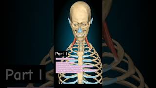 Scalenus Anterior humananatomy anatomy humananatomyandphysiology [upl. by Yeorgi145]