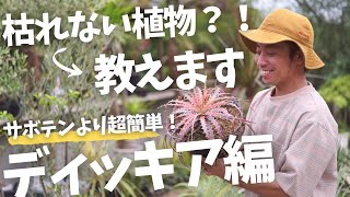 【枯れない観葉植物？！ディッキアご紹介】観葉植物も枯らしちゃう、サボテンすら枯らしちゃう！でも植物好きな人集まれ！ [upl. by Susana331]