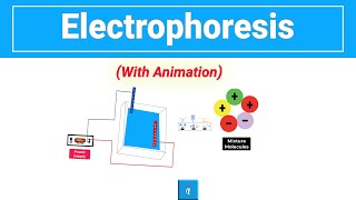 Electrophoresis [upl. by Brause]