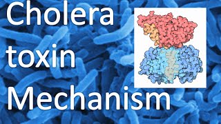 Cholera toxin mechanism [upl. by Longan]