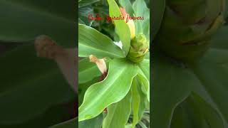 Costus Spiralis flowers common name is Spiral Ginger nature [upl. by Latsyrk278]