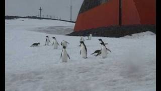 tobogganing Adelie penguins [upl. by Latouche]