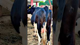 Most beautiful cows cow animals milk [upl. by Llenoil898]