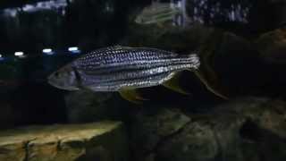 Magnificent African Tigerfish Goliath and Vittatus [upl. by Lalittah980]