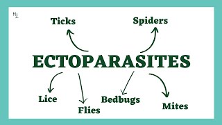 Ectoparasites  Lice Flies Bedbugs Mites Ticks Spiders  Demodex Trombicula Dermatophagoides [upl. by Eedyak]