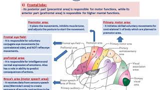 Functional cortical areas of the brainDrAhmed Farid [upl. by Ytirahc]