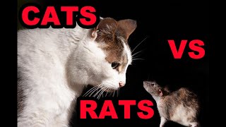 The Truth About Cats and Rats [upl. by Babb]