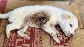 Puppies Rescued Withmaggot amp hole dog🥲😢🐶 [upl. by Jillian]