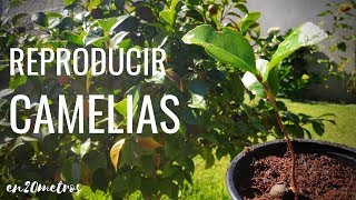 Cómo REPRODUCIR CAMELIAS fácil y rápido crecen solas por decenas  en20metros [upl. by Berthoud]