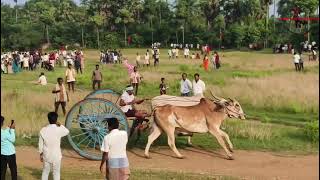 AJANAGARE PARAVADA NAIDU BULLS RACE AT APALAJARAPURAM 1ST PRIZE 🏆 WINER 15586 [upl. by Sella]