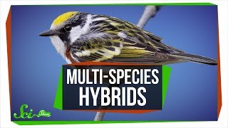 When Three Species Combine MultiSpecies Hybrids [upl. by Eng]