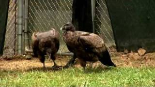 Condors Readied for ReleaseCincinnati Zoo [upl. by Akkim]