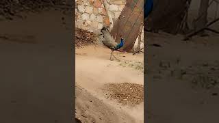 mor Dana sugte hue viral nature shortvideos india [upl. by Gardel]