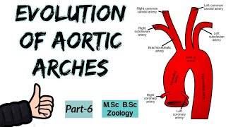 Aortic arches in Birds and Mammals  Evolution of Aortic Arches in Vertebrates ◆Part6 Msc Bsc [upl. by Norina]