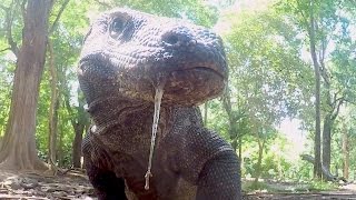 What Makes Komodo Dragons Apex Predators [upl. by Callahan]