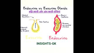 बहिस्रावी और अंतस्रावी ग्रंथियां  Exocrine amp Endocrine Glands INSIGHTS INSIGHTS1979 gs gk [upl. by Rawden]