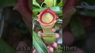 Olha só que linda essa ventricosa plantascarnivoras plantacarnivora [upl. by Attikram]