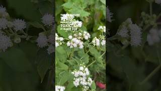 White Snakeroot vs Boneset amp How to Tell the Difference  herbalism plantid toxicplants [upl. by Yasmar]