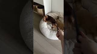 Dog Learns Harry Potter Death Trick [upl. by Cindie]