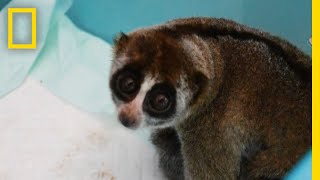 Slow Lorises Rescued From Illegal Pet Trade  National Geographic [upl. by Michel]