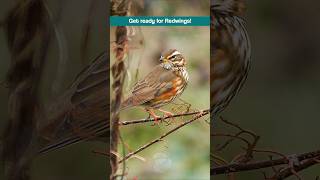 Get ready for Redwings Arriving in the UK soon birds [upl. by Chessy]