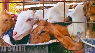 GOAT FARMING🐐🐐 OUR ACTIVITIES WITH TAME AND CUTE GOATS GOAT VIDEOS [upl. by Huxley]