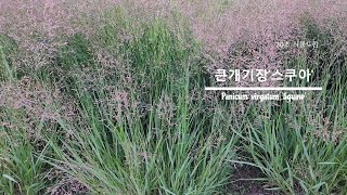 30초 식물도감큰개기장스쿠아 Panicum virgatum Squaw [upl. by Ytirev411]