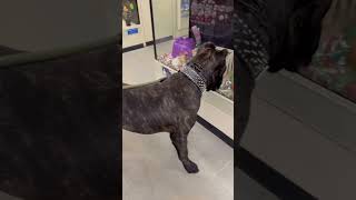 explore canecorso atlanta formentino 1ofnonekennels italianmastiff canecorsopuppies viral [upl. by Wildermuth997]