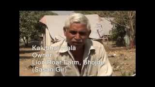 Interview of Kalubhai  Lion Roar Farm Sasan Gir [upl. by Ayle]