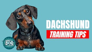 How to Train Your Dachshund  Best Dachshund Puppy Training Tips [upl. by Mikel]