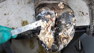 Removing Maggots and a Screw Stuck Inside Cow Hoof with Tweezer 角栓除去 鼻の黒ずみ ピンセット 角栓出し 無心で見れる動画091413 [upl. by Zetroc]