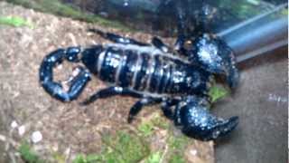 Emperor Scorpion Tank with Pregnant Female [upl. by Lolly152]