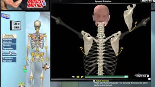 How Scapular Movement Works 3D Anatomy amp Diagrams [upl. by Udella]