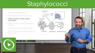 Staphylococci – Microbiology  Lecturio [upl. by Veronique]